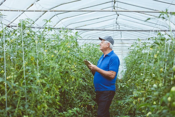 Hombre Mayor Parado Entre Plantas Tomate Orgánico Invernadero Usando Una —  Fotos de Stock