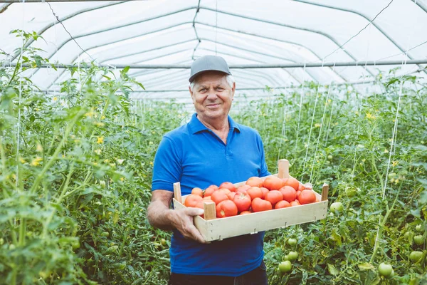 Senior Rolnik Stojący Szklarni Przytrzymanie Pudełko Ekologiczne Pomidory Uśmiecha Się — Zdjęcie stockowe