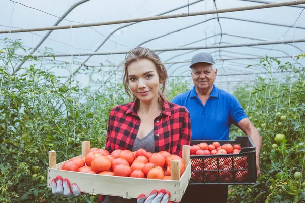 Senior Farmer Young Woman Standing Greenhouse Holding Box Organic Tomatoes — Stock Photo, Image
