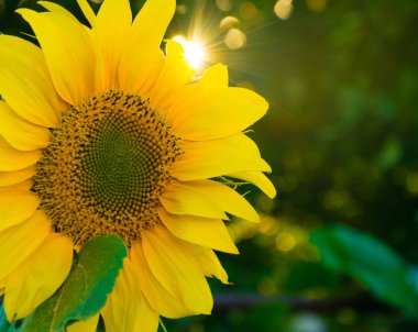 Abhazya lüks sayısı. Bulutlar, parlak gökyüzü bulutlar. Etkileyici orman üzerinde sis. Yeşillik ve en temiz hava deniz. Ruh ve beden için sakin ol.