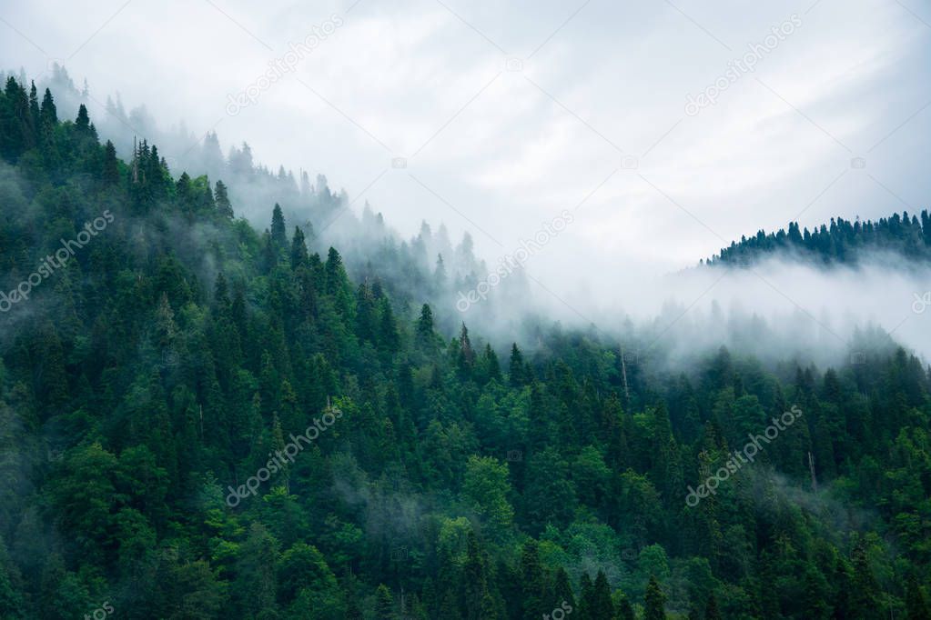 Luxurious views of Abkhazia. Clouds of clouds, bright sky. The fog over the impressive forest. The sea of greenery and the cleanest air. Relax for the soul and body.