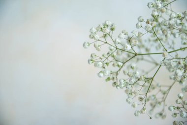 hafif bir arka plan üzerinde ihale çiçek