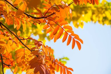 Sonbaharın parlak renkler: rowan