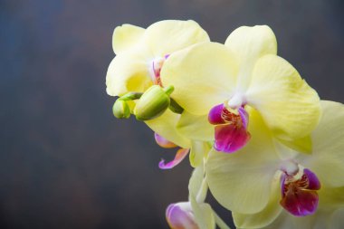 Orkide cins koyu arka plan