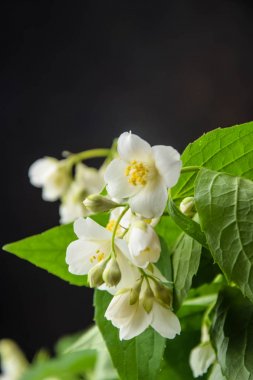 koyu bir arka plan üzerinde yeşil yaprakları ile bir ağacın dalı