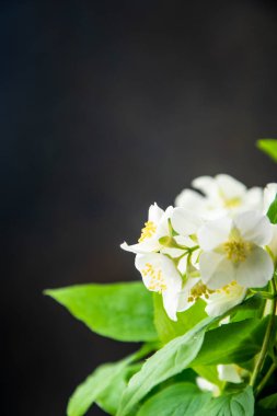 koyu arka plan üzerinde beyaz yasemin çiçekleri