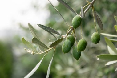 zeytin ile zarif şube