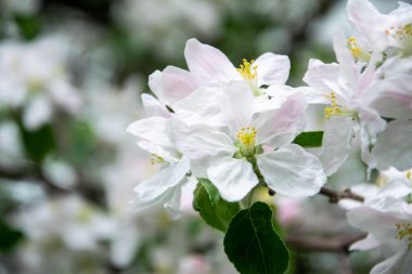 Çiçek açan elma ağacının güzel dalı