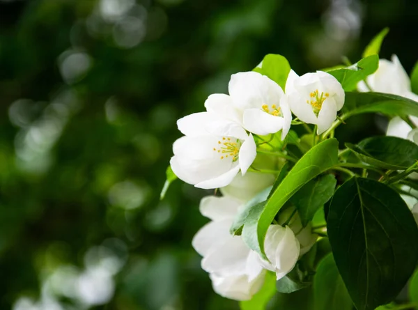 Flores Blancas Sobre Fondo Verde —  Fotos de Stock