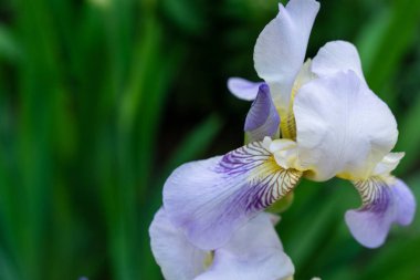 beautiful and fragrant color of iris in greenery