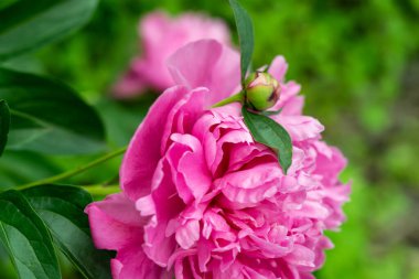garden large blooming pink peony