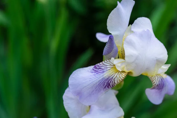 Belle Parfumée Couleur Iris Dans Verdure — Photo