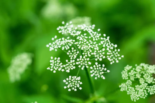 Erba Verde Sfondo Bianco — Foto Stock