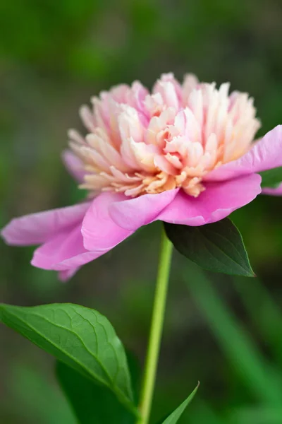 Närbild Rosa Blomma — Stockfoto