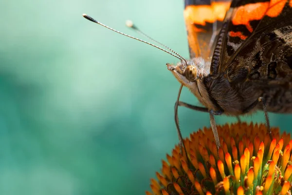 Бабочка Цветке Моем Саду — стоковое фото