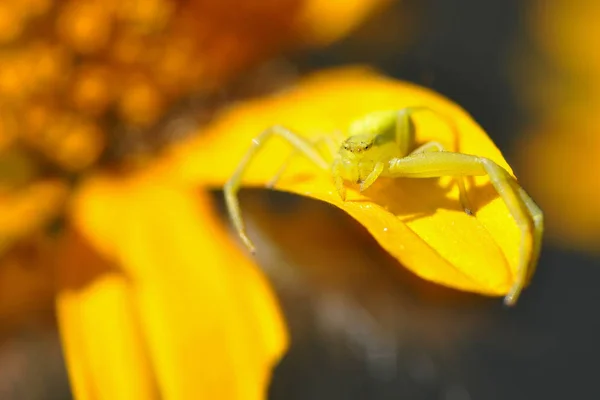 Aranha Amarela Flor — Fotografia de Stock