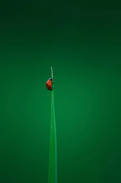 Little Bug Leaf — Stock Photo, Image