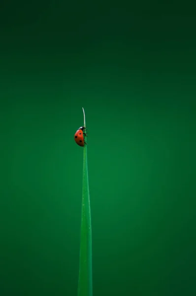 Kleine Bug Het Blad — Stockfoto