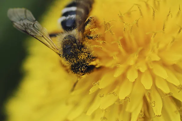 Abeille Sur Fleur — Photo