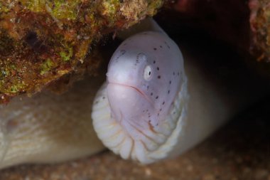 Güzel bir arka planda renkli bir okyanus yaşamı