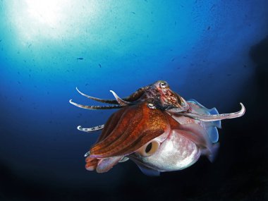 Güzel bir arka planda renkli bir okyanus yaşamı