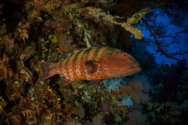 Färgglada havet liv på en vacker bakgrund — Stockfoto