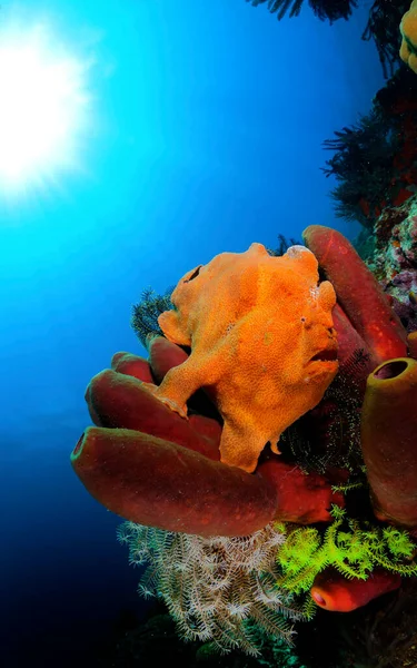 Färgglada havet liv på en vacker bakgrund — Stockfoto