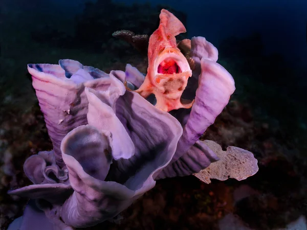 美丽背景上多姿多彩的海洋生物 — 图库照片
