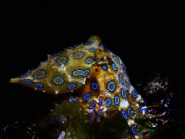 güzel sualtı makro fotoğrafçılığı nüdidallar (deniz salyangozu), ahtapotlar, moray yılanbalığı, yengeçler, palyaço balıkları ve kurbağa balıklarıdır.