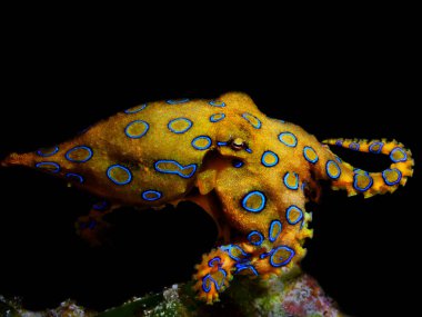 güzel sualtı makro fotoğrafçılığı nüdidallar (deniz salyangozu), ahtapotlar, moray yılanbalığı, yengeçler, palyaço balıkları ve kurbağa balıklarıdır.