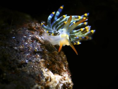 güzel sualtı makro fotoğrafçılığı nüdidallar (deniz salyangozu), ahtapotlar, moray yılanbalığı, yengeçler, palyaço balıkları ve kurbağa balıklarıdır.