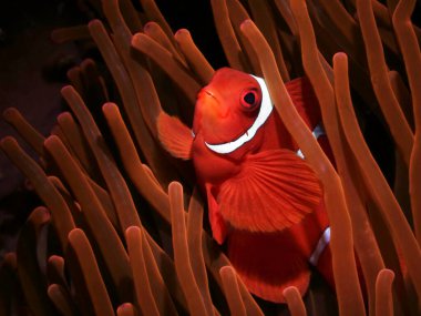 Renkli sualtı makro fotoğraf