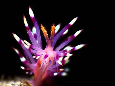 Renkli sualtı makro fotoğraf