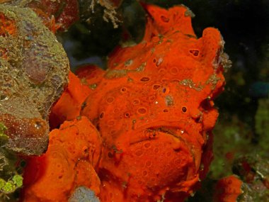 Renkli sualtı makro fotoğraf