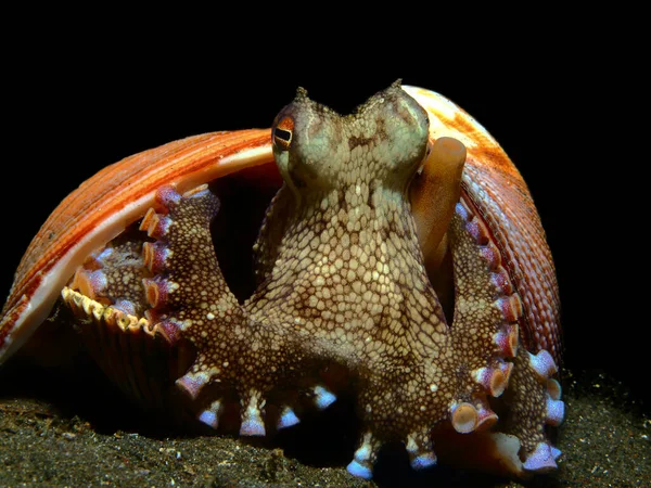 Bella Macrofotografia Subacquea Includono Nudibranchi Lumaca Mare Polpi Murene Granchi — Foto Stock