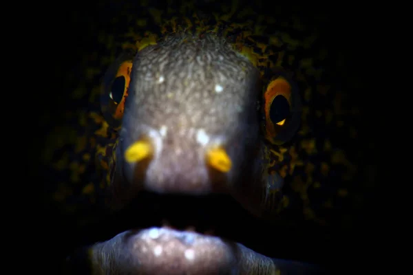 Schöne Unterwasser Makroaufnahmen Mit Nacktschnecken Kraken Muränen Krebsen Clownfischen Und — Stockfoto