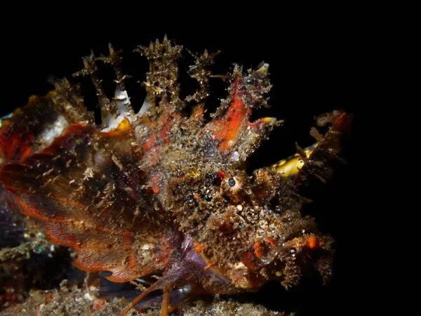 Farbenfrohe Unterwasser-Makrofotografie — Stockfoto