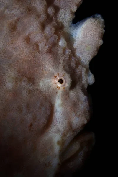 Macro fotografia subacquea colorata — Foto Stock