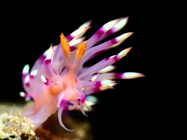 Colorida macrofotografía submarina — Foto de Stock