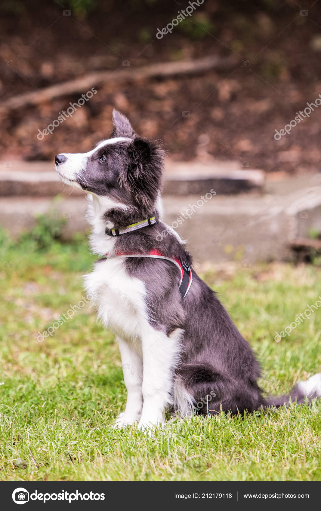 Portrait Chien Border Collie Vivant Belgique Photographie