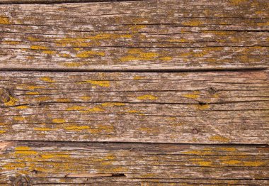 Arka plan eski, çürük plaklar kalıp ile kaplı. Yakın çekim.