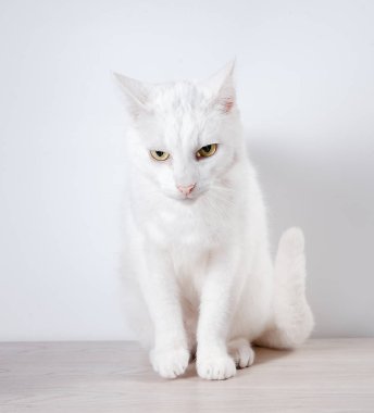 Beyaz kedi gri, ahşap bir masaya oturur. Beyaz bir arka plan üzerinde. Yakın çekim.