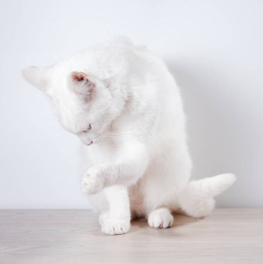 Beyaz kedi gri, ahşap bir masaya oturur. Beyaz bir arka plan üzerinde. Yakın çekim.