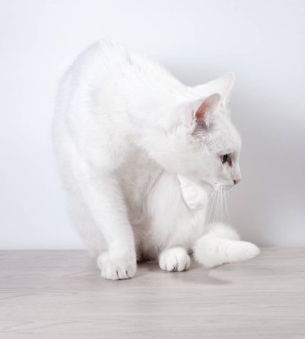 Beyaz kedi gri, ahşap bir masaya oturur. Beyaz bir arka plan üzerinde. Yakın çekim.