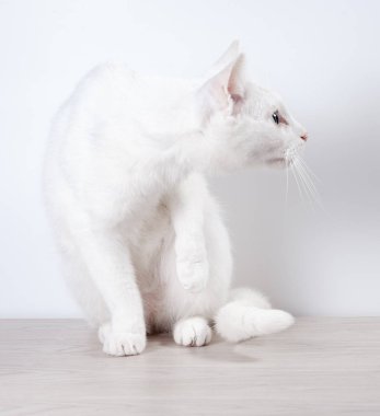 Beyaz kedi gri, ahşap bir masaya oturur. Beyaz bir arka plan üzerinde. Yakın çekim.