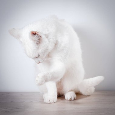 Beyaz kedi gri, ahşap bir masaya oturur. Beyaz bir arka plan üzerinde. Yakın çekim.