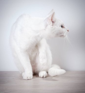 Beyaz kedi gri, ahşap bir masaya oturur. Beyaz bir arka plan üzerinde. Yakın çekim.