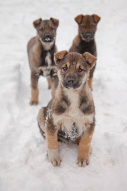 Üç sevimli, evsiz yavru soğuk karda otur. Kış.