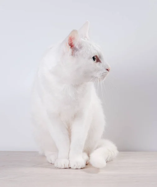 White Cat Sits Gray Wooden Table White Background Close — Stock Photo, Image