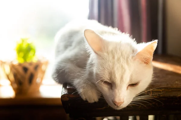 Den Gamla Katten Sola Mot Bakgrund Fönstret Det Finns Blomma — Stockfoto